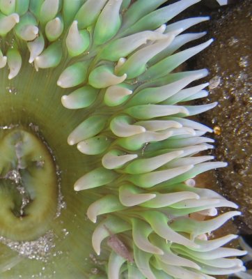 anemone