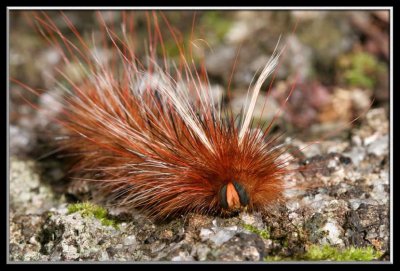 Furry critter - Scientific name?
