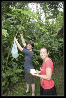 Papaya snitchers