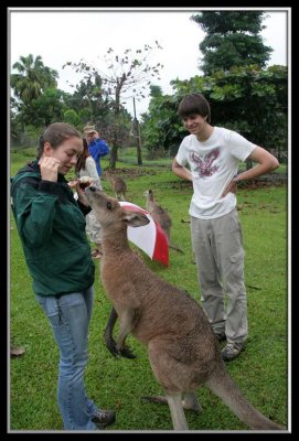 Feeding the hungry kangeroos
