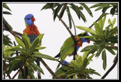 Lorakeets perched in the trees