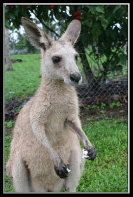 Kangeroos close-up