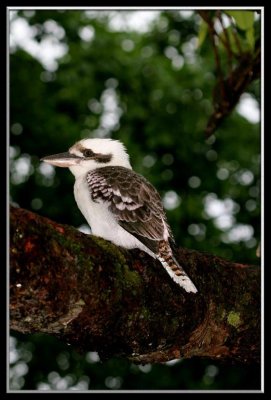 Kookaburra