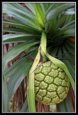 beach plant