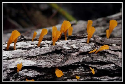 tropical fungi