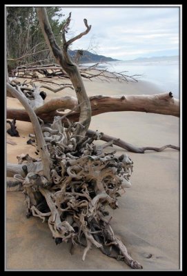 Tropical driftwood