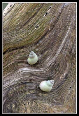Shells on the driftwood