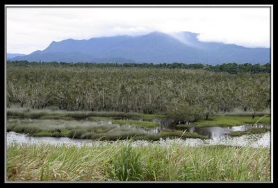 Eugenangeee Swamp National Park