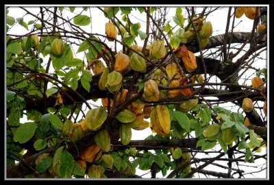 Star fruit