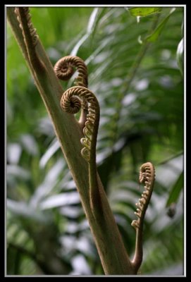 Ferns on a jungle hike
