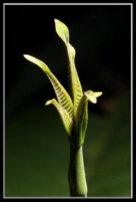 Jungle plant