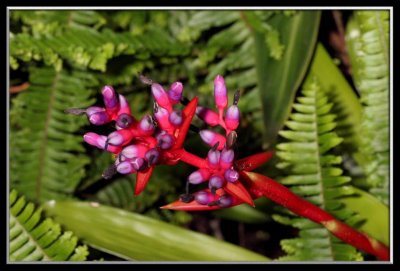 Tropical blooms