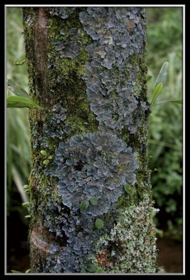 Blue lichen