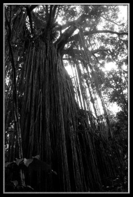 Curtain fig gloom