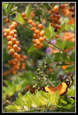 orange butterfly