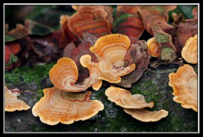 orange fungi