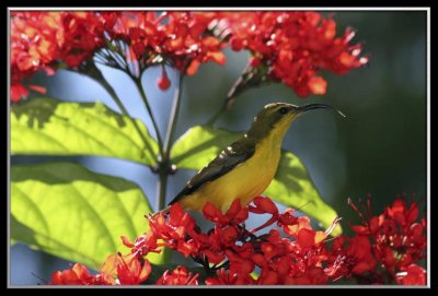 Yellow-bellied sunbird