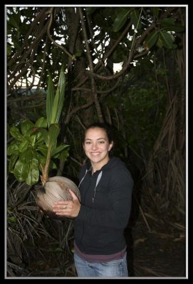 Lots of coconuts
