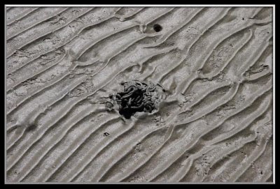 Mud worms