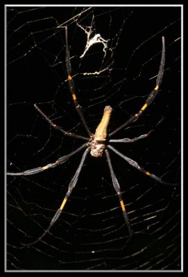Spider in the Daintree