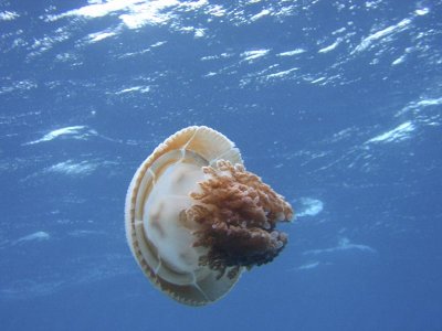 jelly fish