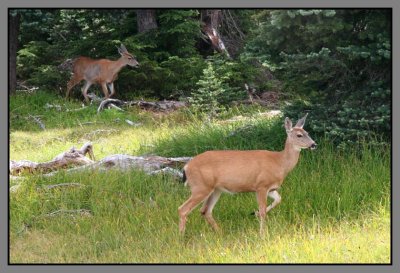 Deer