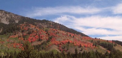 Rocky Mountain Maple hillside
