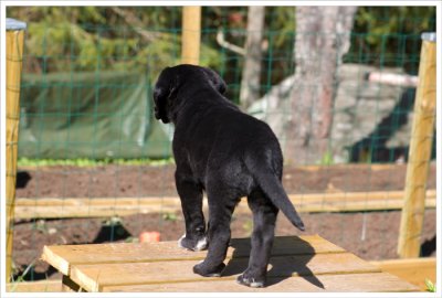 8 weeks