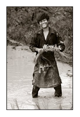 Rice field yong worker