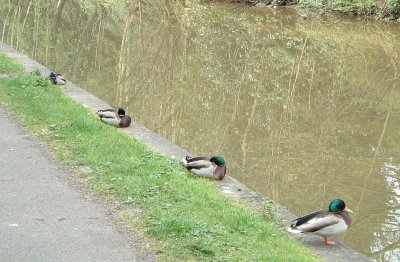 Four in a row
