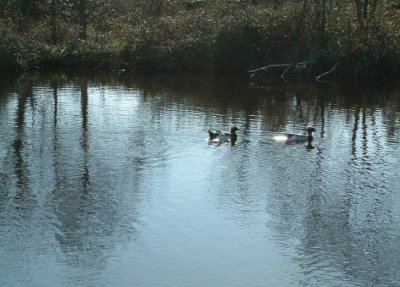 Bigger pond!