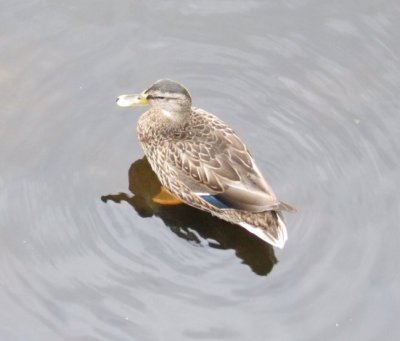 A duck