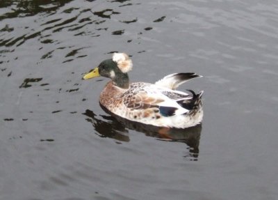 Another duck