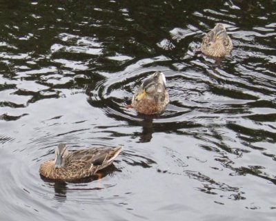 Ducks