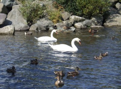 On Padarn Lake