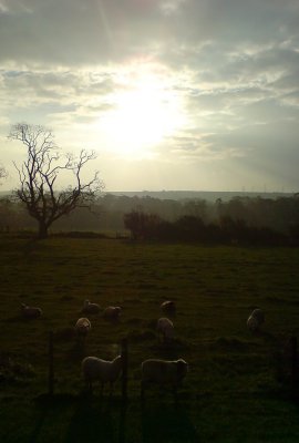 Morning sun