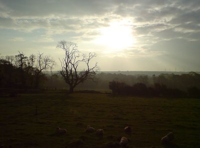 Morning sun
