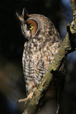   Hibou Moyen Duc / Long-eared owl