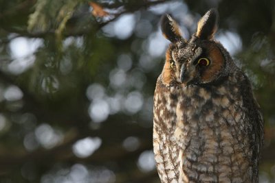   Hibou Moyen Duc / Long-eared owl