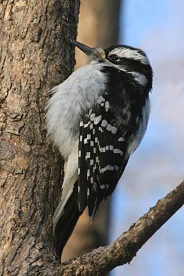  Pic chevelu / Hairy Woodpecker
