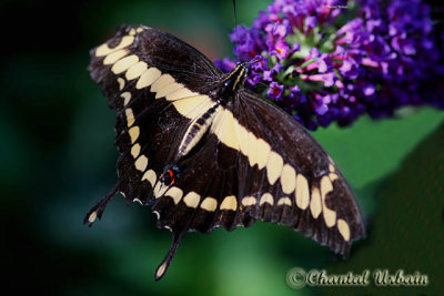 20070409_0454 butterfly.jpg