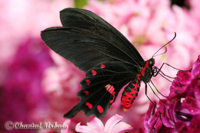 20070409_0486 Papilio rumanzovia.jpg