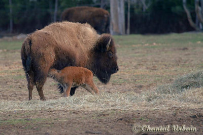  Bison mere et bebe / Buffalo mother and child