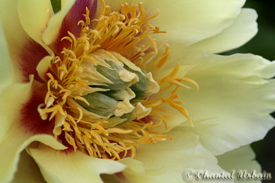 Pivoine / Peony