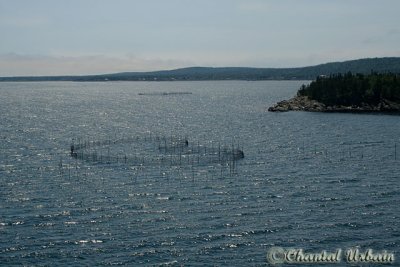 20070704_1785 Grand Manan -  Facine.jpg