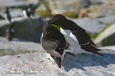 Razorbill