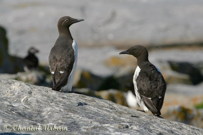 20070704_2058 Machias Seal Island - Commun Murre.jpg