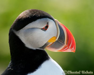 20070704_2032 Machias Seal Island - Puffin.jpg