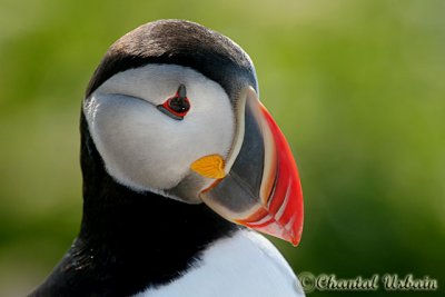 20070704_2031 Machias Seal Island - Puffin.jpg