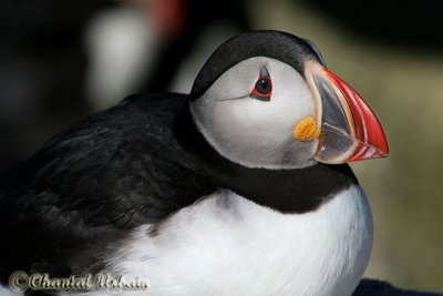 20070704_2018 Machias Seal Island - Puffin.jpg